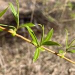 Salix nigra Leaf