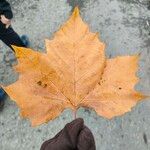 Platanus x hispanica Blad