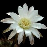 Acanthocalycium leucanthum Flower
