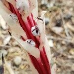 Allotropa virgata Fiore