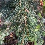 Picea breweriana Folha