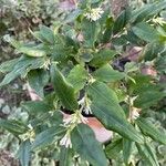 Sarcococca orientalis Folio