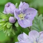 Phacelia ciliata 花