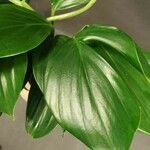 Spathiphyllum cannifolium Leaf