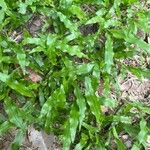 Paspalum fimbriatum Лист