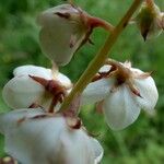 Pyrola rotundifolia Çiçek