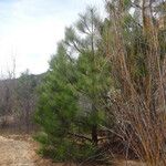 Pinus attenuata Агульны выгляд