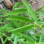 Crotalaria lanceolata برگ