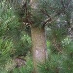 Pinus resinosa Хабит