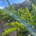 Hylocereus undatus Leaf