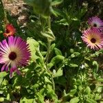 Dorotheanthus bellidiformis Flor