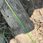 Sparganium americanum Leaf