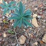 Euphorbia dendroidesFoglia