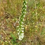 Platanthera elegans Flor