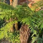 Dicksonia antarctica 葉