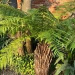 Dicksonia antarctica Leaf