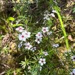 Leptospermum scopariumFlower