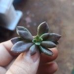 Graptopetalum rusbyi പുഷ്പം