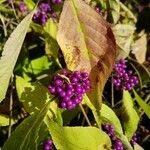 Callicarpa americana Leaf