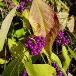 Callicarpa americana 叶