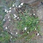 Conostomium quadrangulare Hábito