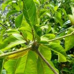 Cordia alliodora Hoja