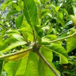 Cordia alliodora Foglia