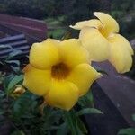 Allamanda catharticaFlower