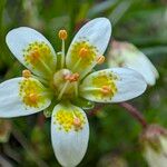 Saxifraga aspera Flower