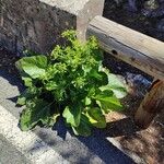 Pastinaca lucida Hábito