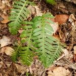 Polypodium virginianum Foglia