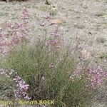 Limonium insigne Habit