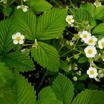 Fragaria moschata Flower