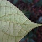 Maesobotrya klaineana Leaf