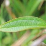 Miconia leamarginata Outro