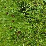 Juncus ensifolius Folha