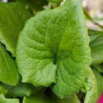 Doronicum orientale Likasa