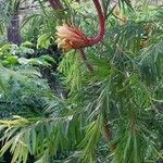Melaleuca citrina പുഷ്പം