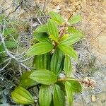 Miconia ciliata Blatt