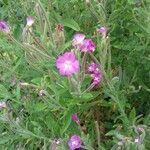 Epilobium hirsutumKwiat