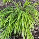 Hakonechloa macraLapas