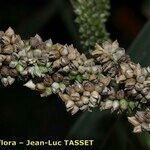 Echinochloa frumentacea Virág