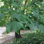 Acer cappadocicum Листок