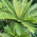 Blechnum gibbum Leaf