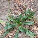 Plantago lagopus Habit