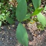 Convallaria majalisЛист