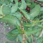 Persicaria odorata Blad