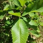 Quercus pontica Blatt