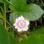 Passiflora foetidaFlower