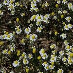 Matricaria chamomilla 花